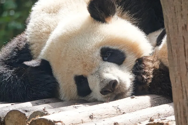 成都大熊猫繁育研究基地