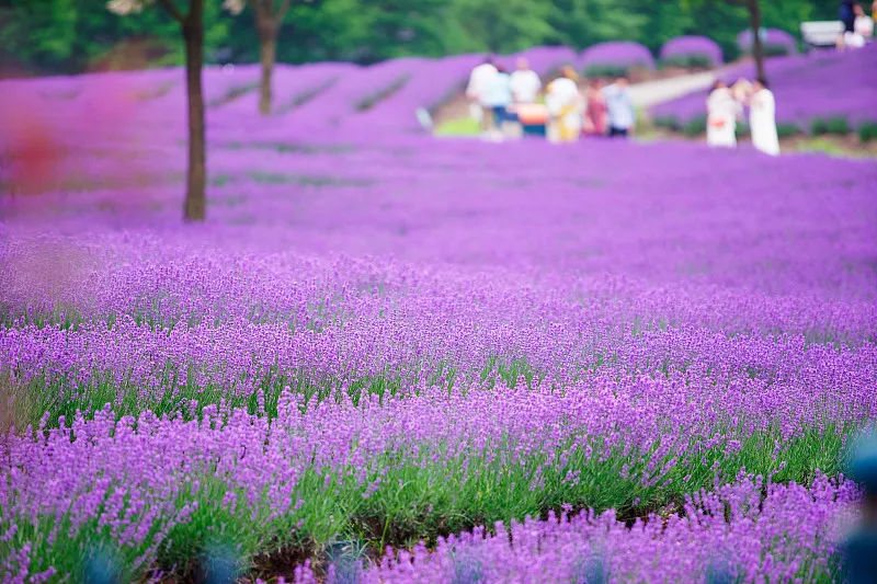 上海薰衣草公园